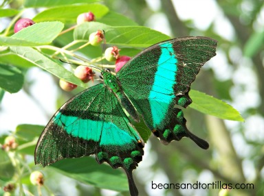 butterfly garden