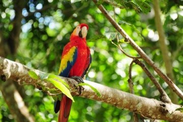 Beautiful Macaw