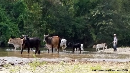 Vacas