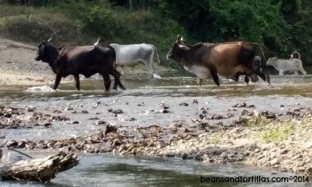 Vacas en el rio